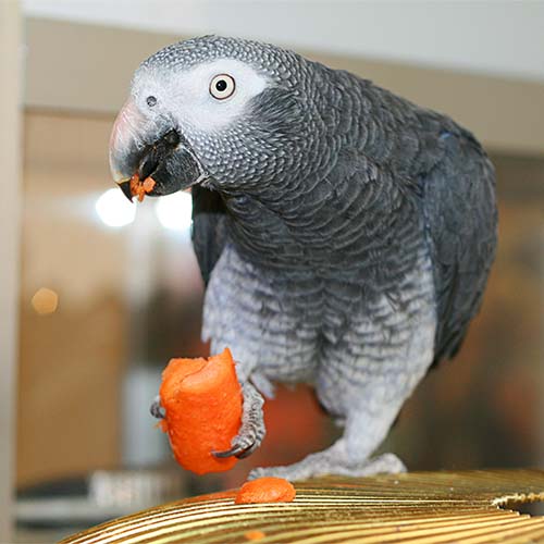 The African Grey Parrot: Proper Diet and Feeding