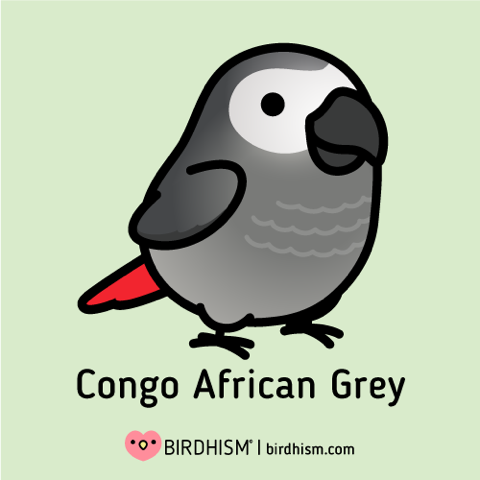 The African Grey Parrot: An Overview by bonka bird toys